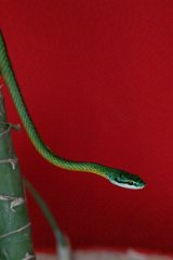 DPP - Pantanal - Giant parrot snake, Leptophis ahaetulla - B