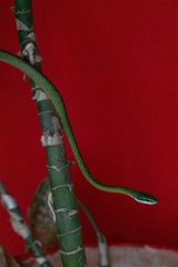 DPP - Pantanal - Giant parrot snake, Leptophis ahaetulla - C