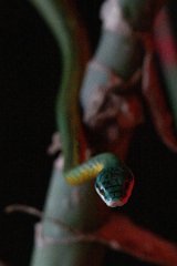 DPP - Pantanal - Giant parrot snake, Leptophis ahaetulla - D