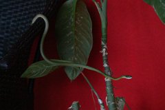 DPP - Pantanal - Giant parrot snake, Leptophis ahaetulla - E
