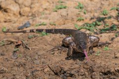 DPP - Pantanal - Gold Tegu, Tupinambis teguixin - B