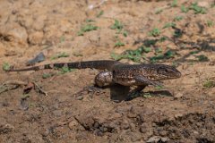 DPP - Pantanal - Gold Tegu, Tupinambis teguixin - C