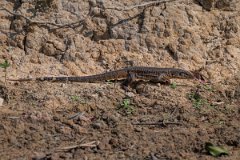 DPP - Pantanal - Gold Tegu, Tupinambis teguixin - F