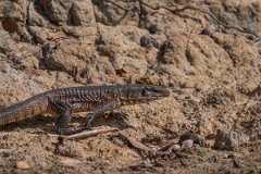 DPP - Pantanal - Gold Tegu, Tupinambis teguixin - H