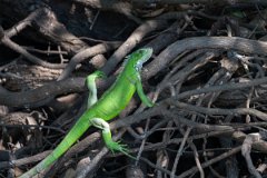DPP - Pantanal - Green iguana - A