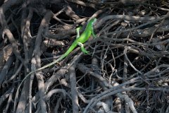 DPP - Pantanal - Green iguana - B