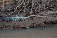 DPP - Pantanal - Green iguana - D