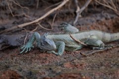 DPP - Pantanal - Green iguana - E