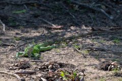 DPP - Pantanal - Green iguana - F