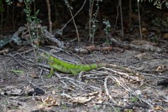DPP - Pantanal - Green iguana - G