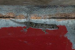 DPP - Pantanal - Tropical house gecko - A