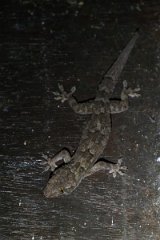 DPP - Pantanal - Tropical house gecko - B