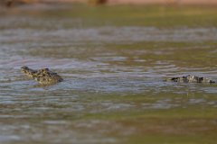 DPP - Pantanal - Yacare caiman - A