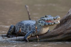 DPP - Pantanal - Yacare caiman - B