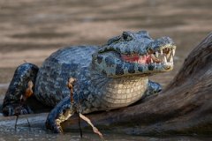 DPP - Pantanal - Yacare caiman - C