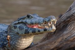 DPP - Pantanal - Yacare caiman - D