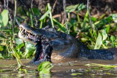 DPP - Pantanal - Yacare caiman - E