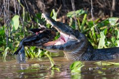 DPP - Pantanal - Yacare caiman - F