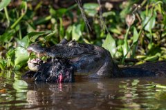 DPP - Pantanal - Yacare caiman - G