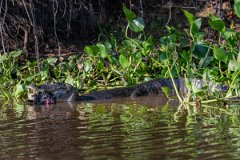 DPP - Pantanal - Yacare caiman - H
