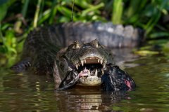DPP - Pantanal - Yacare caiman - I