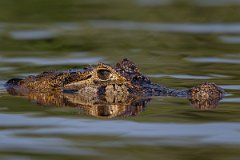 DPP - Pantanal - Yacare caiman - K