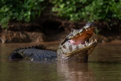 DPP - Pantanal - Yacare caiman - L