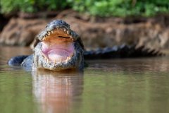 DPP - Pantanal - Yacare caiman - M