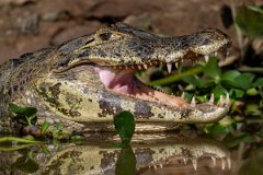DPP - Pantanal - Yacare caiman - N