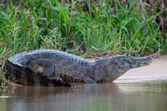 DPP - Pantanal - Yacare caiman - O