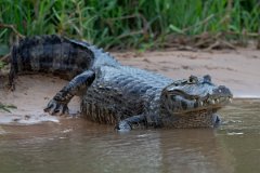 DPP - Pantanal - Yacare caiman - P