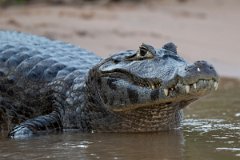 DPP - Pantanal - Yacare caiman - Q