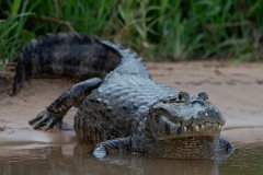 DPP - Pantanal - Yacare caiman - R