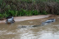DPP - Pantanal - Yacare caiman - S