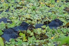 DPP - Pantanal - Yacare caiman - T