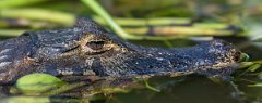 DPP - Pantanal - Yacare caiman - U