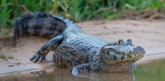 DPP - Pantanal - Yacare caiman - V