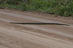 DPP - Pantanal - Yellow anaconda - A