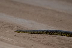 DPP - Pantanal - Yellow anaconda - B
