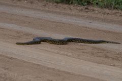 DPP - Pantanal - Yellow anaconda - C
