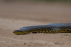 DPP - Pantanal - Yellow anaconda - D