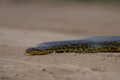 DPP - Pantanal - Yellow anaconda - E