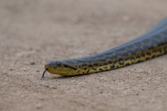 DPP - Pantanal - Yellow anaconda - F