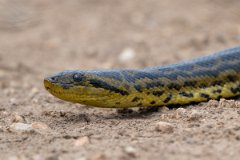 DPP - Pantanal - Yellow anaconda - G